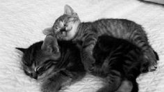 Big Spoon or Little Spoon หนาวแล้ว นอน “ช้อน” กันเถอะ