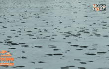 จ.สมุทรปราการ หนาวจัดปลาน็อคน้ำกว่าแสนตัว