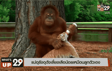แม่อุรังอุตังเลี้ยงเสือน้อยเหมือนลูกตัวเอง