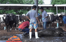 โคนมตายเหตุกินอาหารปนเปื้อนเชื้อรา