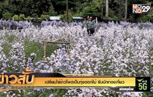 เปลี่ยนไร่ข้าวโพดเป็นทุ่งดอกไม้ รับนักท่องเที่ยว