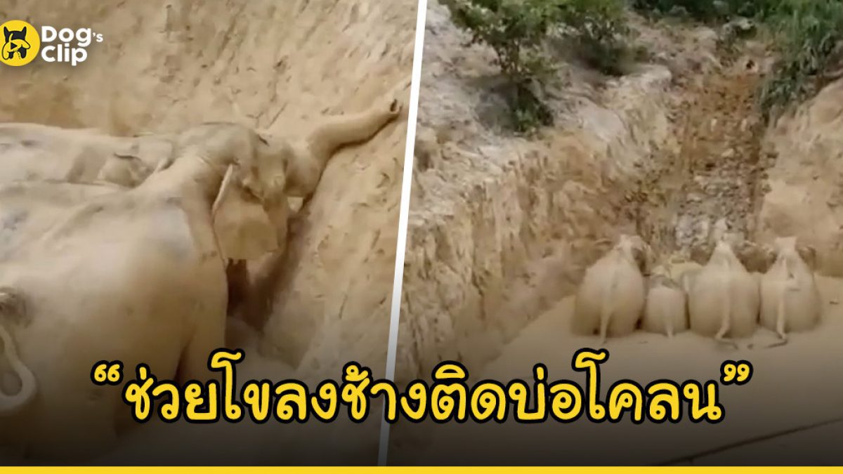 เจ้าหน้าที่ใช้เวลานานกว่า 6 ชั่วโมงช่วยชีวิตโขลงช้างที่ติดอยู่ในบ่อโคลนลึก