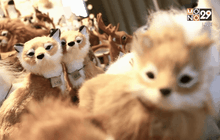 สินค้ามีสไตล์ “ สัตว์เลี้ยงเหมือนจริง ”