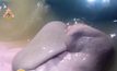 “มาเรียม”พะยูนน้อยส่งเสียงดูดครีบอ้อนขอกินนม