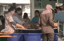 คาดกุ้งไทยปี 59 ฟื้นผลผลิตเพิ่ม 10 %