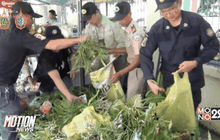 จับกุมขายกล้วยไม้ป่าตลาดชายแดน