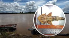 เฝ้าระวังปลาแม่น้ำกก-สาย 22 จุด พบตุ่มแดงในปลาแค้จากพยาธิใบไม้