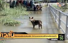 ลำตะคองยังเอ่อล้นตลิ่ง น้ำท่วมเขตเทศบาลโคราชเริ่มทรงตัว