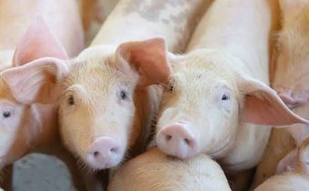 เกษตรกรค้านแนวคิดนำเข้าเนื้อหมูสหรัฐฯ เสี่ยงกระทบวงจรเลี้ยงหมูพังทั้งประเทศ