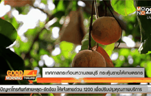 เทศกาลกระท้อนหวาน ของดีเมืองลพบุรี