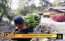 เทศกาลตรุษจีน ส่งผล กล้วยหอมราคาดี