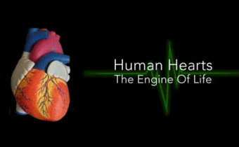 Human Hearts – The Engine Of Life