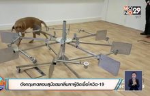 อังกฤษทดสอบสุนัขดมกลิ่นหาผู้ติดเชื้อโควิด-19
