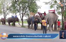 ผลกระทบโควิด ช้างตกงานเดินเท้ากลับ จ.สุรินทร์