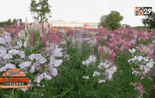 Good Morning Thailand 18-12-58