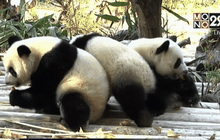 สวนสัตว์จีนโชว์แพนด้ายักษ์แฝดสาม