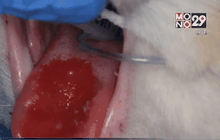 สเต็มเซลล์รักษาโรคช่องปากอักเสบแมว