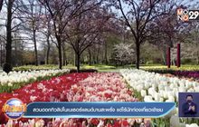 สวนดอกทิวลิปในเนเธอร์แลนด์บานสะพรั่ง แต่ไร้นักท่องเที่ยวเข้าชม