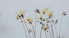 ข้อคิดดีๆ เกี่ยวกับคำว่า แพ้ไม่เป็น