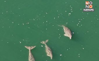 พะยูนคืนถิ่น 25 ตัว เกาะลิบงฟื้น! ‘เฉลิมชัย’ปลื้มผลสำเร็จมาตรการอนุรักษ์