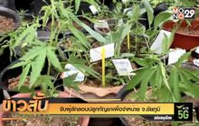 จับผู้ลักลอบปลูกกัญชาเพื่อจำหน่าย จ.ชัยภูมิ