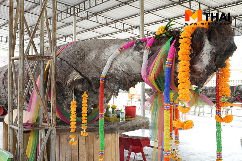 ต้นตะเคียน