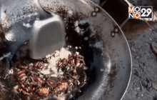 ลิ้มรสเมนูแมลงที่กัมพูชา