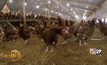 หุ่นยนต์ช่วยดูแลไก่ในฟาร์ม