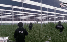 ตำรวจเม็กซิกันบุกจับกัญชา