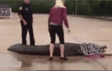 จระเข้ยักษ์หลุดในสหรัฐฯ