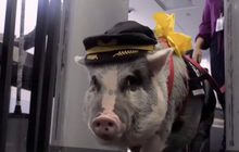 หมูน้อยนักบำบัดลดความเครียดผู้โดยสาร