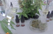 ป.ป.ส.เผยพบผู้เสพ-ผู้ป่วยจากกัญชาเพิ่มขึ้น