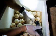 เต่ามะเฟืองขึ้นวางไข่ จ.ภูเก็ต เป็นรังที่ 2