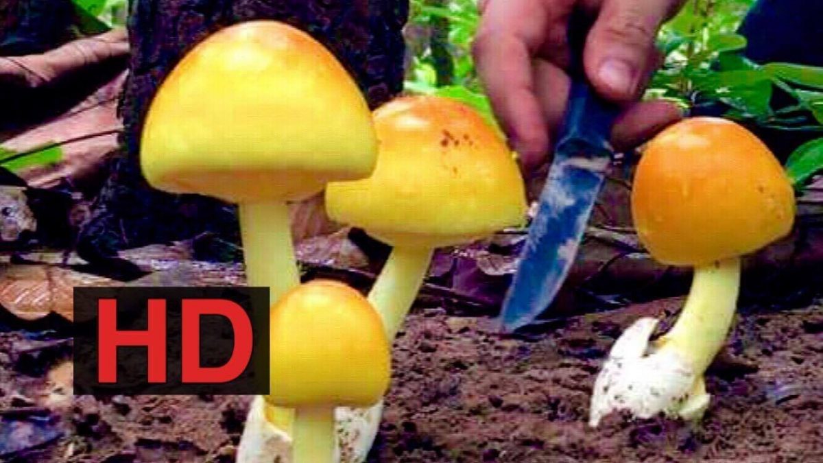 ใช้ชีวิตในป่ากับสราวุฒิ : หาเห็ดระโงก เห็ดโคน (Life in the Wild By Wut - Mushrooms Hunting)