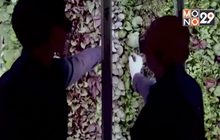 การแข่งขันของธุรกิจฟาร์มแนวตั้งในสหรัฐ