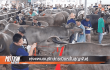 เร่งแผนอนุรักษ์กระบือหวั่นสูญพันธุ์