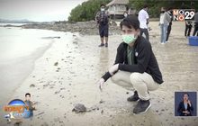 ศูนย์อนุรักษ์พันธุ์เต่าทะเลสัตหีบ พร้อมเปิดรับนทท.