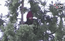 หนุ่มอเมริกันคุ้มคลั่งปีนต้นไม้สูง 24 เมตร