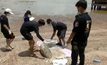 พบซากโลมาเกยตื้นใกล้แหลมงอบ จ.ตราด