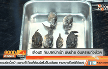 ประเด็น…..เตือน ! กินปลาปักเป้า พิษร้าย อันตรายถึงชีวิต