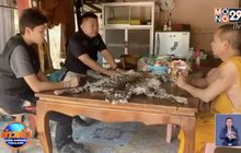 จับเจ้าอาวาส ลักลอบค้าซากสัตว์ป่า