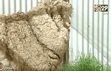 แกะจรจัดออสเตรเลียถูกตัดขนแล้ว