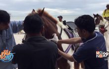 ตรวจเลือดม้าชายหาดหัวหิน ป้องกันโรคระบาด