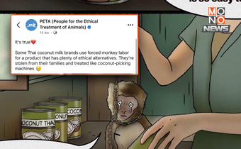 พีต้าแฉบางแบรนด์ไทยใช้แรงงานลิงผลิตกะทิ แม้มีทางเลือกอื่นที่ดีกว่า