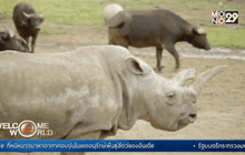 แรดขาวเหนือในสหรัฐฯ ตาย เหลือทั่วโลกแค่ 3 ตัว