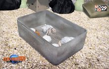 นักวิจัยเผยพบปูเสฉวนกว่า 5 แสนตัว ตายเพราะขยะพลาสติก