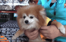 เสื้อกันหนาวสุนัขคึกคักรับลมหนาว