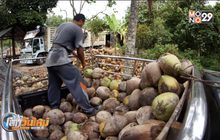 กรมการค้าต่างประเทศยืนยันไม่มีมะพร้าวนำเข้าภาษี 0%