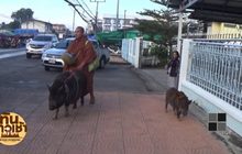 น่ารัก สองหมูป่า เดินตามพระบิณฑบาต