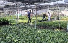 เกษตรกรร้องภาครัฐช่วยผู้ปลูกไม้ดอกไม้ประดับ